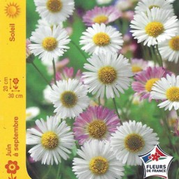 Erigeron karvinskianus W.