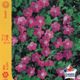 Erodium bishop's form