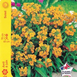 Erysumum
