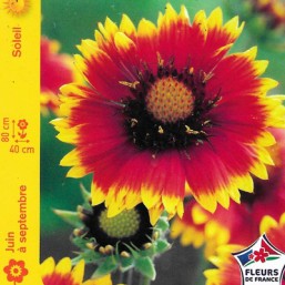 Gaillarde