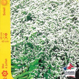 Goniolimon tataricum
