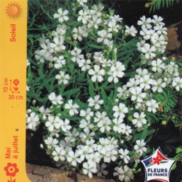 Gypsophile tapissant blanc