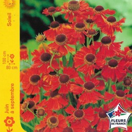 Helenium Moerheim Beauty