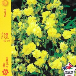 Helianthème double