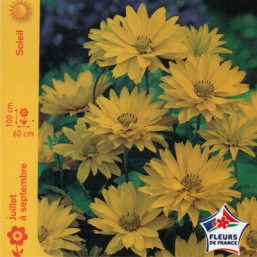 Heliopsis soleil d'été