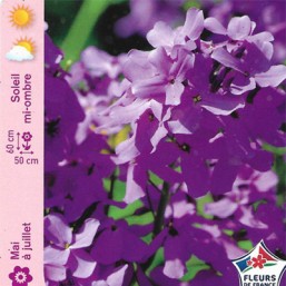 Hesperis Julienne des dames