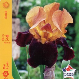 Iris des jardins