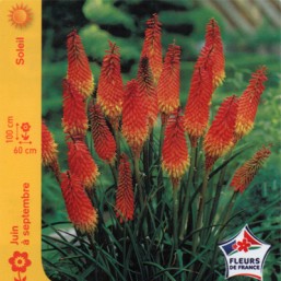 Kniphophia Tritome