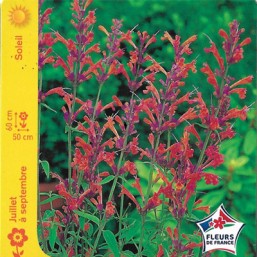 Agastache Firebird
