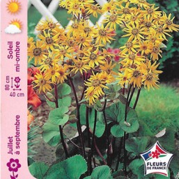 Ligularia
