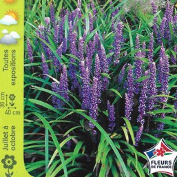Liriope