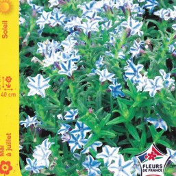 Lithodora Star