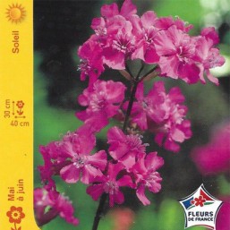 Lychnis attrape-mouche