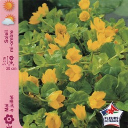 Lysimachia ponctuée