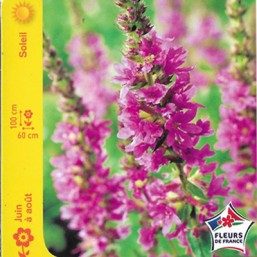 Lythrum Salicaire