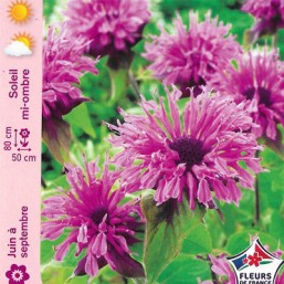 Monarde rose Croftway Pink