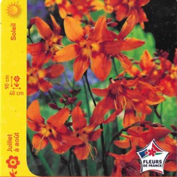 Montbretia Emily Mckenzie