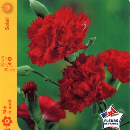 Œillet des fleuristes rouge