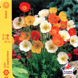 Pavot d'islande