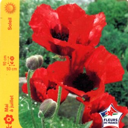 Pavot d'orien Beauty