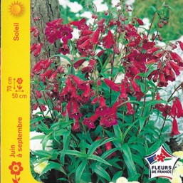 Penstemon