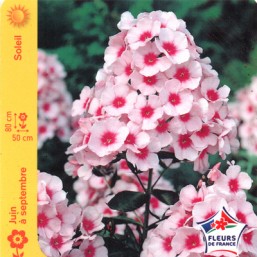 Phlox haut