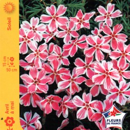 Phlox nain