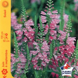 Physostegia (Cataleptique)