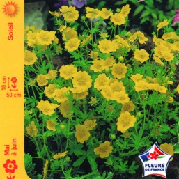 Potentille jaune
