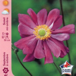 Anémone Rubra Plena