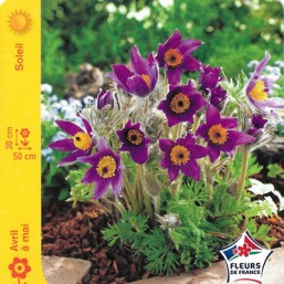 Pulsatilla violet