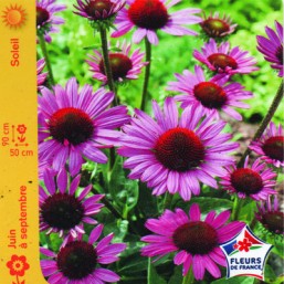 Rudbeckie (Echinacea) rouge