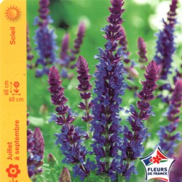 Sauge des bois