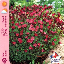 Saxifrage mousse