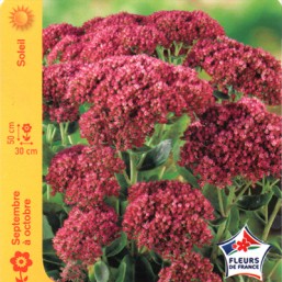 Sedum