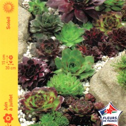 Sempervivum (Joubarbe)