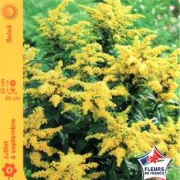 Solidago (Verge d'or)