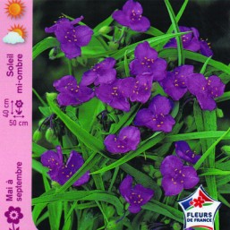 Tradescantia Karminglut