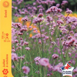 Verveine de Buenos Aires