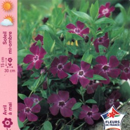 Vinca (pervenche panachée)