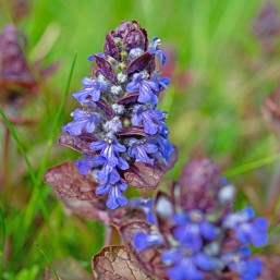 Ajuga Atropurpurea