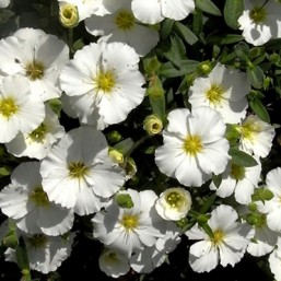 Arenaria Sabline