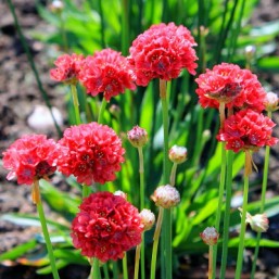 Armeria rouge