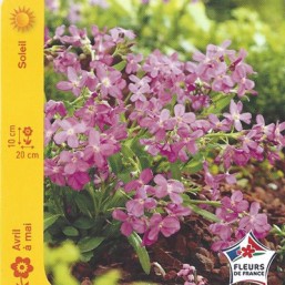 Arabis (Arabette de C,)