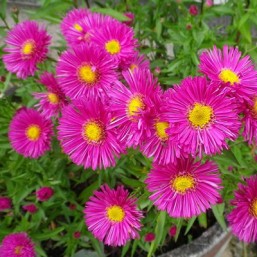 Aster
