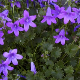 Campanule