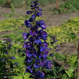 Delphinium