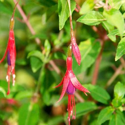 Fuchsia Riccartonii