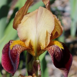 Iris des jardins