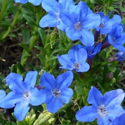 Lithodora Heavenly blue